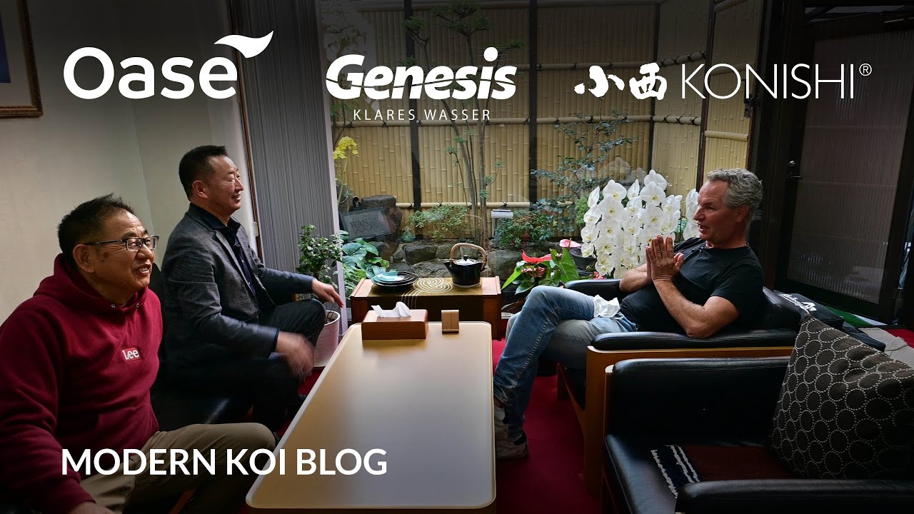 Modern Koi Blog #5698 - Live aus Japan: Zu Besuch an Herrn Wadas Firmenteich