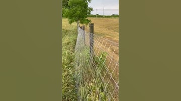 Fence stretching: new goat fencing going in