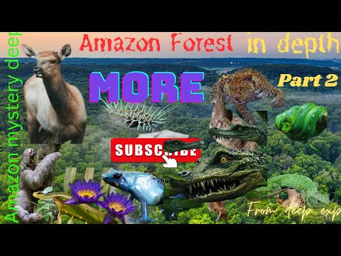 The Amazon Rainforest: