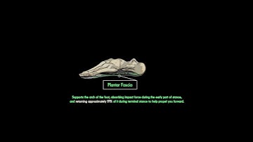 How Our Anatomy has Evolved for Barefoot Running