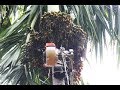 AGRIMATE Arecanut Harvester-Sprayer (Kannada)