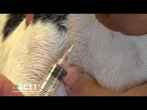 Video: Nyní vás uvidí alergický veterinární lékař