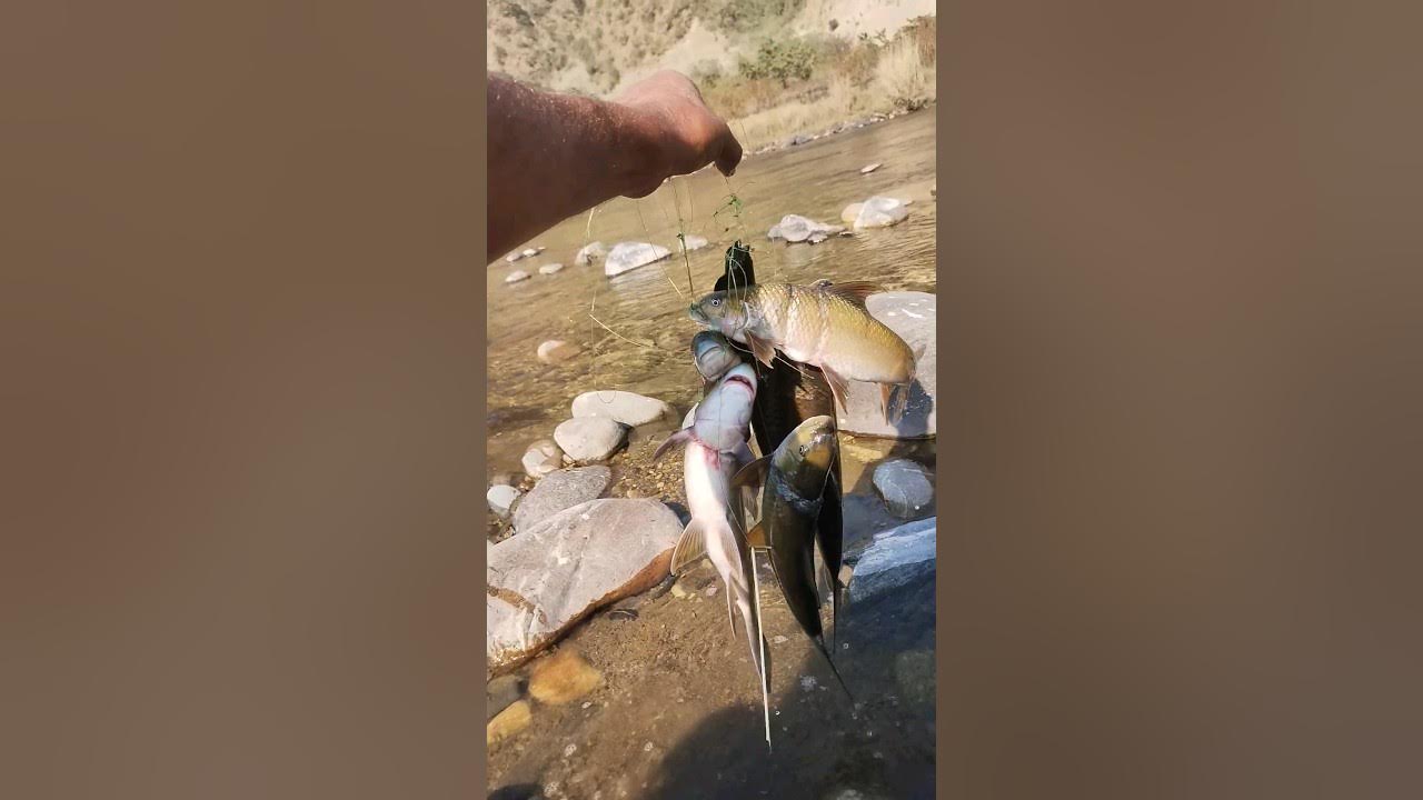 Unbelievable Net Fishing Technique ! Net Fish Catching Trick ! shorts