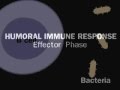 Humoral immunity antibody mediated system Simply defined in 30 seconds
