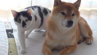 柴犬、旅の直後急激に猫の母親感が増してしまう。