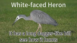 White-Faced Heron, It  Has A Long Dagger-Like Bill And See How It Frages In The Wild