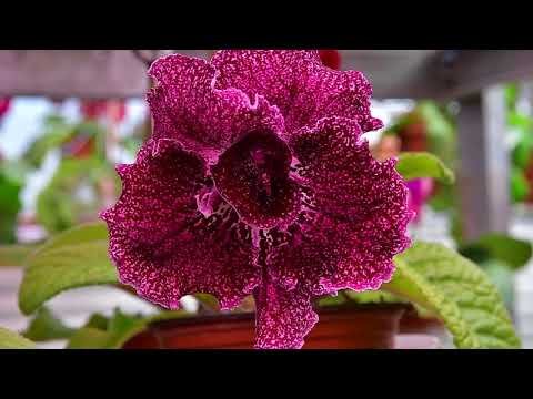 Стрепсы DS 19.06.2018.