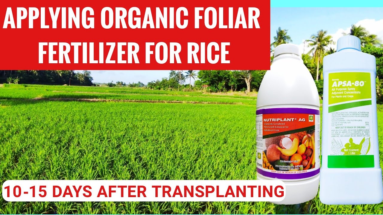 HOW TO APPLY FOLIAR FERTILIZER FOR RICE RICE FARMING IN THE HOW TO APPLY FOLIAR FERTILIZER FOR RICE RICE FARMING IN THE