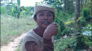 nek kabeh dadi abdi negara, sing ngusung jagung sopo bosseh