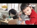 아기 집사와 6마리 고양이가 함께 사는 법ㅣHow A 3-Year-Old Butler Kid Stops Cats Fighting