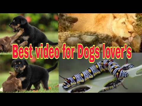 Cut Dogs|Beautiful Dogs|Lion drinking View|Germanshephared Dogs|Beautiful owl|Beautiful Sparrow|Moni