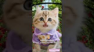 What do you do? I’ll take care of it! 🐱😹#cat #cute #kitten #funny #catvideos #shortsyoutube