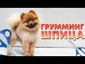 Груминг Шпица | Розочка посетила Groom Wool |Шпиц | Мы пошли в Мишутку| Майя увидела Пикачу