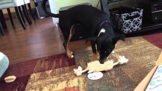 BarkBox is here! August 2015