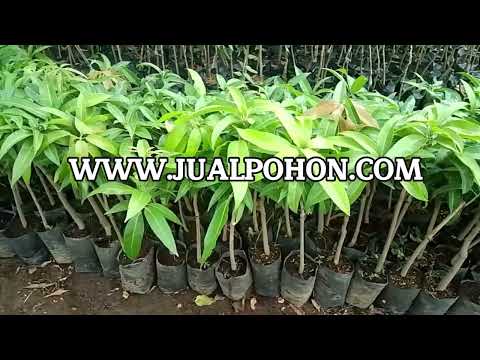 Tanam Bibit Mangga Agrimania, Hasilkan Buah Berkualitas!