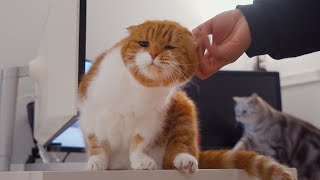 Cats who want you to scratch first! Don’t get into a fight! by 수리노을SuriNoel 94,891 views 1 year ago 3 minutes, 21 seconds