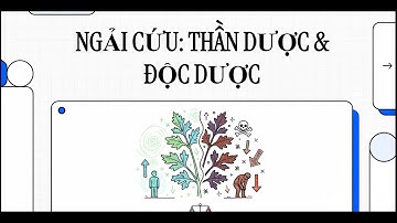 Ngải Cứu: Thần Dược Hay Độc Dược? Cảnh Báo Sống Còn & Cách Dùng An Toàn Tuyệt Đối