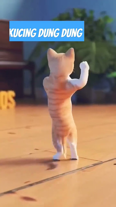 kucing dung tadung #shorts