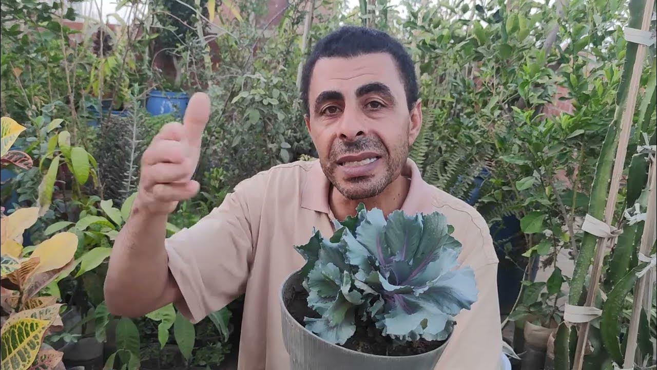 متابعة كرنب السلاطه Follow the cabbage salad YouTube