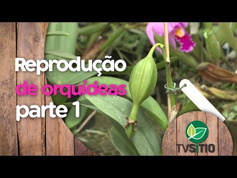 Vídeo: Como Fazer Uma Reprodução