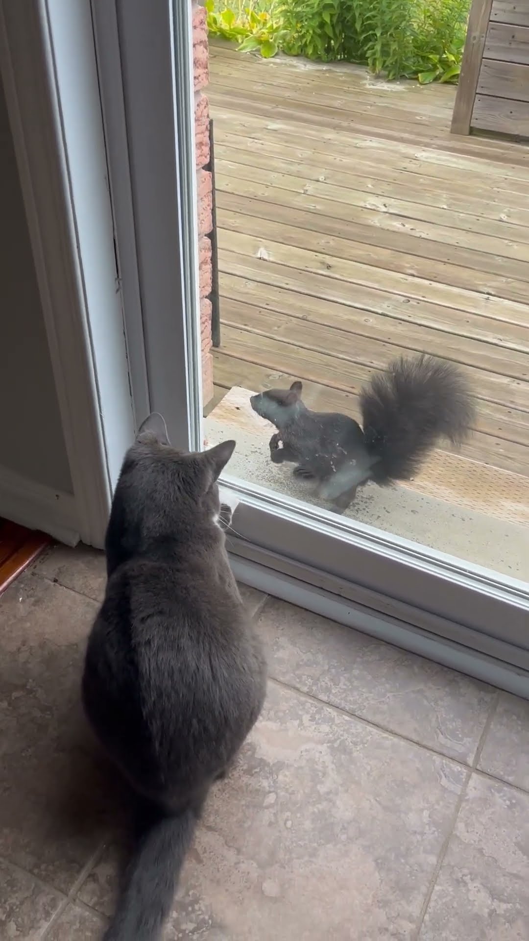 Cat Has A Squirrel Friend || ViralHog