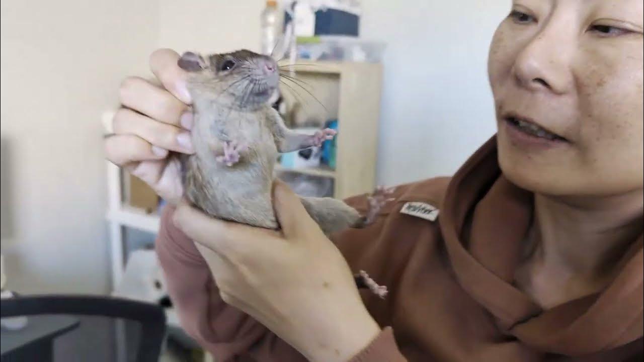 Roof Rats are ticklish! Do rats like being tickled? YouTube