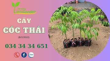 Cây giống Tiên Garden| Giống cây cóc thái| 0343434651