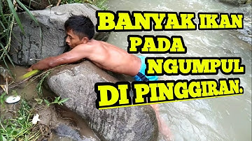 cara menangkap ikan dengan tangan kosong.