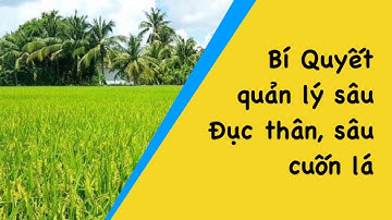 Sâu Đục thân, sâu cuốn lá và 3 loại thuốc quản lý