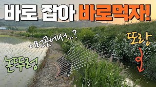 진짜 말이 안된다!? 논뚜렁 옆 또랑에서 이런게 왜나오지!? 최고의 스테미나!