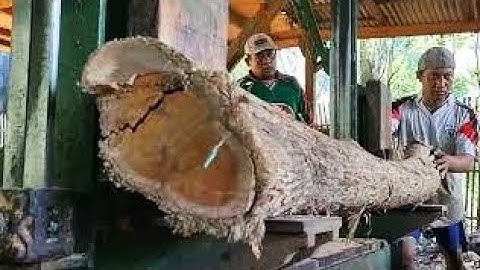 Unexpected surprise when sawing a hollow teak log