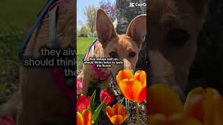 Me and her are just sharing a brain cell together 😀 #funny #dog #silly #puppy #cute