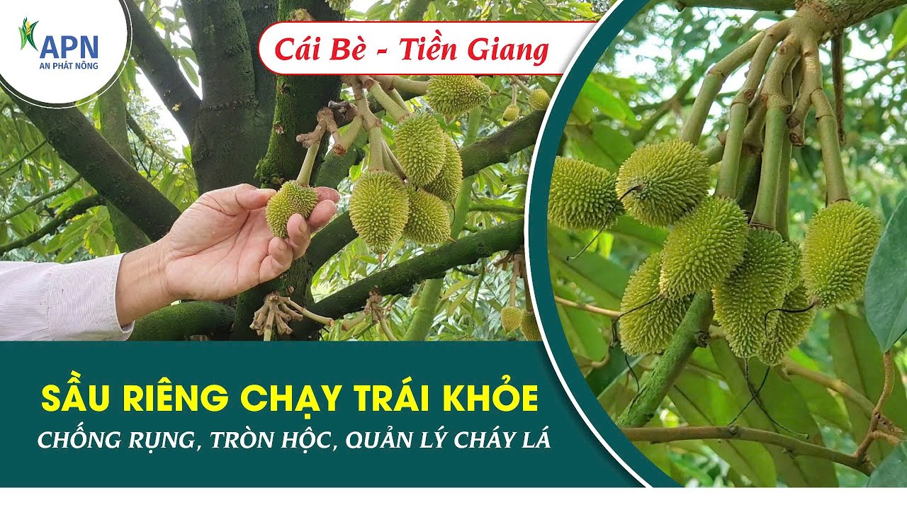 APN - SẦU RIÊNG CHẠY TRÁI KHỎE - CHỐNG RỤNG, TRÒN HỘC, QUẢN LÝ CHÁY LÁ 