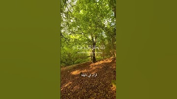 قران كريم ارح قلبك وسمعك #قران_في_دقيقة #رعد_الكردي #quran #قرآن @قران_في_دقيقة