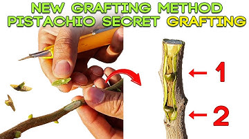 veneer GRAFTING Pistachio 100%