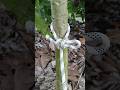 "Running Bowline, Simple Knot!" #knot #shorts #diy