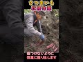 さつまいも収穫作業のショート動画です：2025年版雪国のサツマイモ栽培