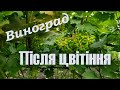 Виноград після цвітіння ч.2