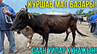 СААН УЙЛАР КУНАЖЫН БУКА ЭРКЕК УРГААЧЫ ТОРПОК БААЛАРЫ УШУНДАЙ 🤯 #байтв