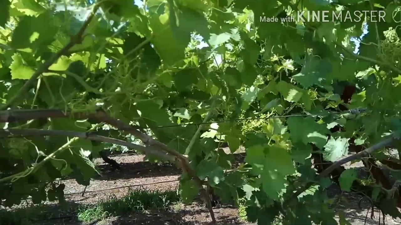 Citrus and Grapes Works YouTube