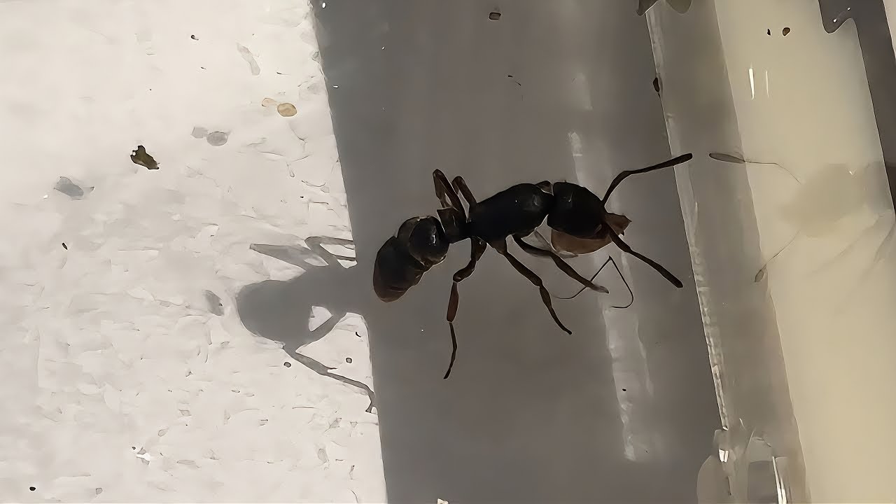 Hunting Competition of Ants Raised for 30 Days: Hunting Methods of Different Ant Tribes