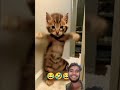 बिल्ली _का _पाद _dance #animals #funny #comedyshorts #ekmotahathighumechala #comedyvideos