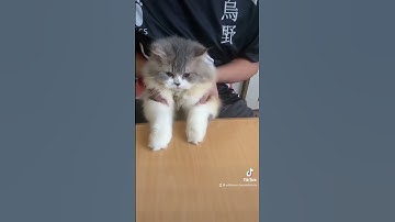 Thumbnail of Cha cha 🕺🕺#cats #shorts #youtubeshorts #catvideo #catshorts #catsoftiktok #dance #viral #chacha