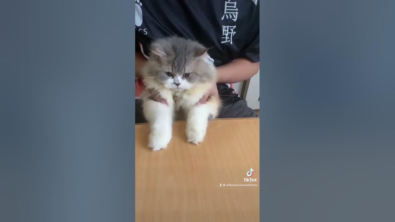 Cha cha 🕺🕺#cats #shorts #youtubeshorts #catvideo #catshorts #catsoftiktok #dance #viral #chacha