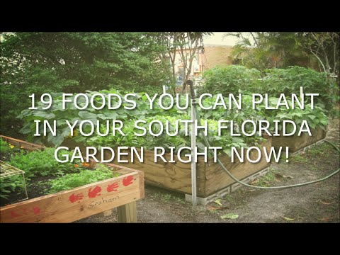 Video: Bedste Florida Garden Plants: What To Grow In A Florida Garden