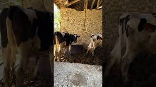 meuh meuh 🐮