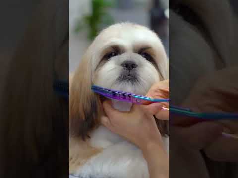 Video: Fem fakta om Shih Tzu hvalpe