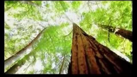 صوت لم تسمعه من قبل   تلاوة رائعة من سورة النساء للشيخ محمد كمال سالم