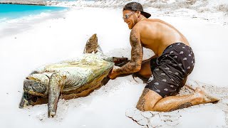 Sea Turtle Rescue Stuck Upside Down On Remote Beach