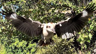Dwarfy is only doing fly bys today! Casual Chaos and Cuteness #58